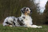BERGER AUSTRALIEN PUPPIES 390